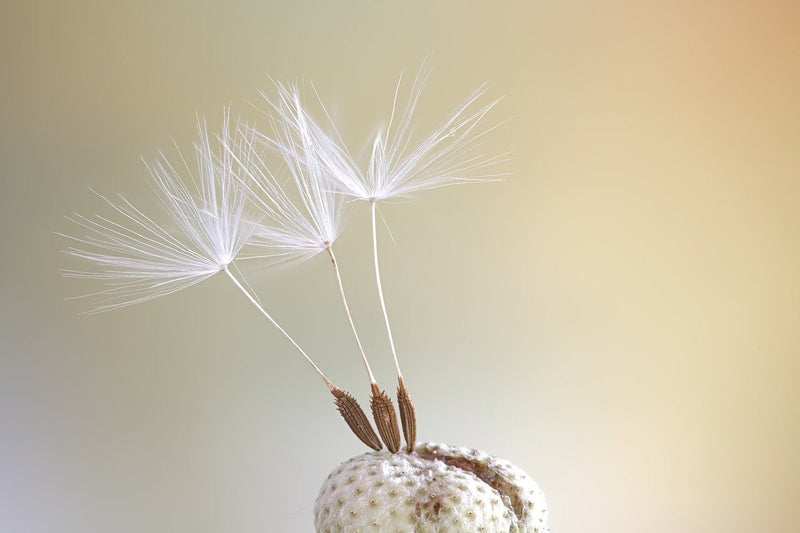 Dandelion Pust Floral Earrings - Elegant Ornament Earrings - Vinohr-67